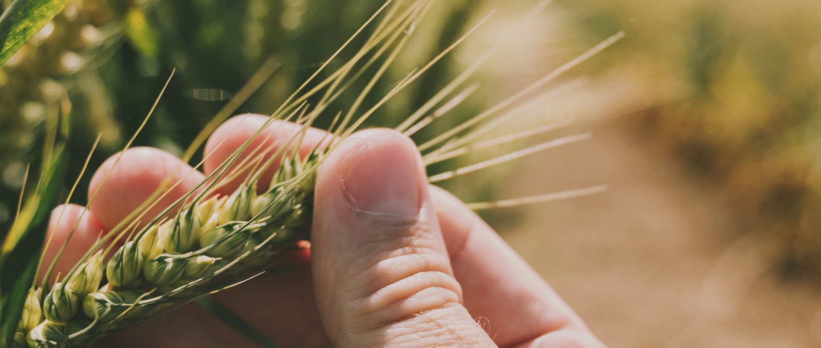 fingers holding grain