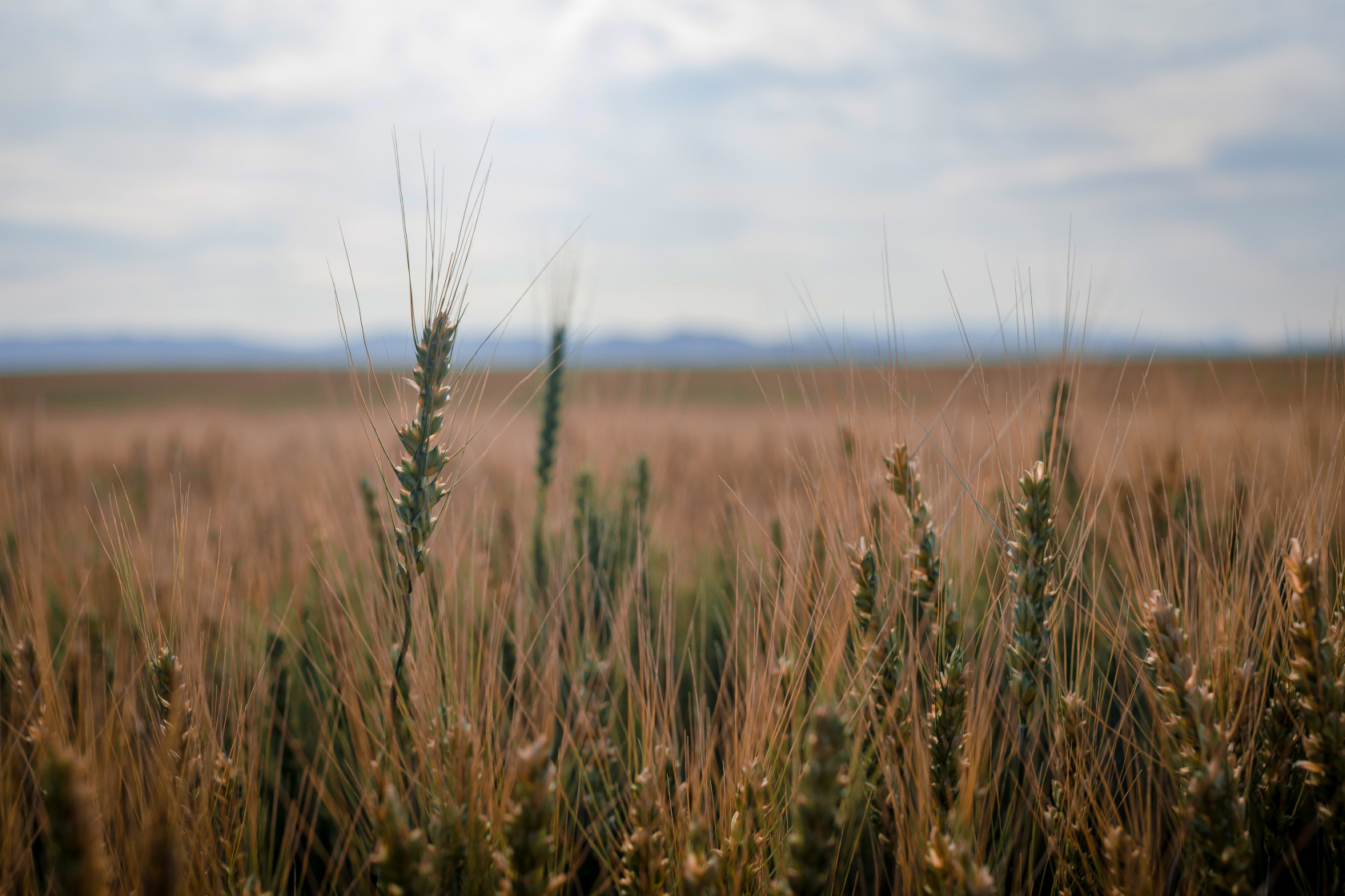 Wheat Field