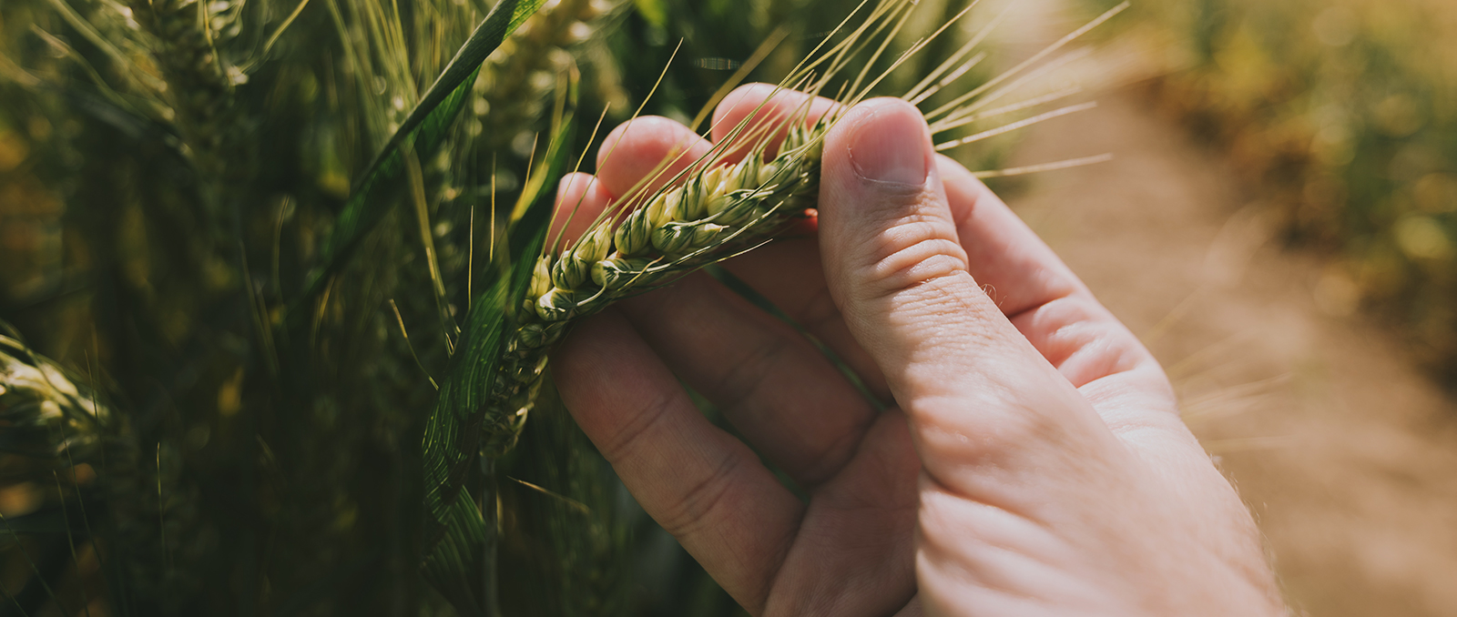 grain field